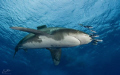   This photo was taken Little GOTTA St Johns.This shark swam me about 40 minutes... Johns. Johns minutes  